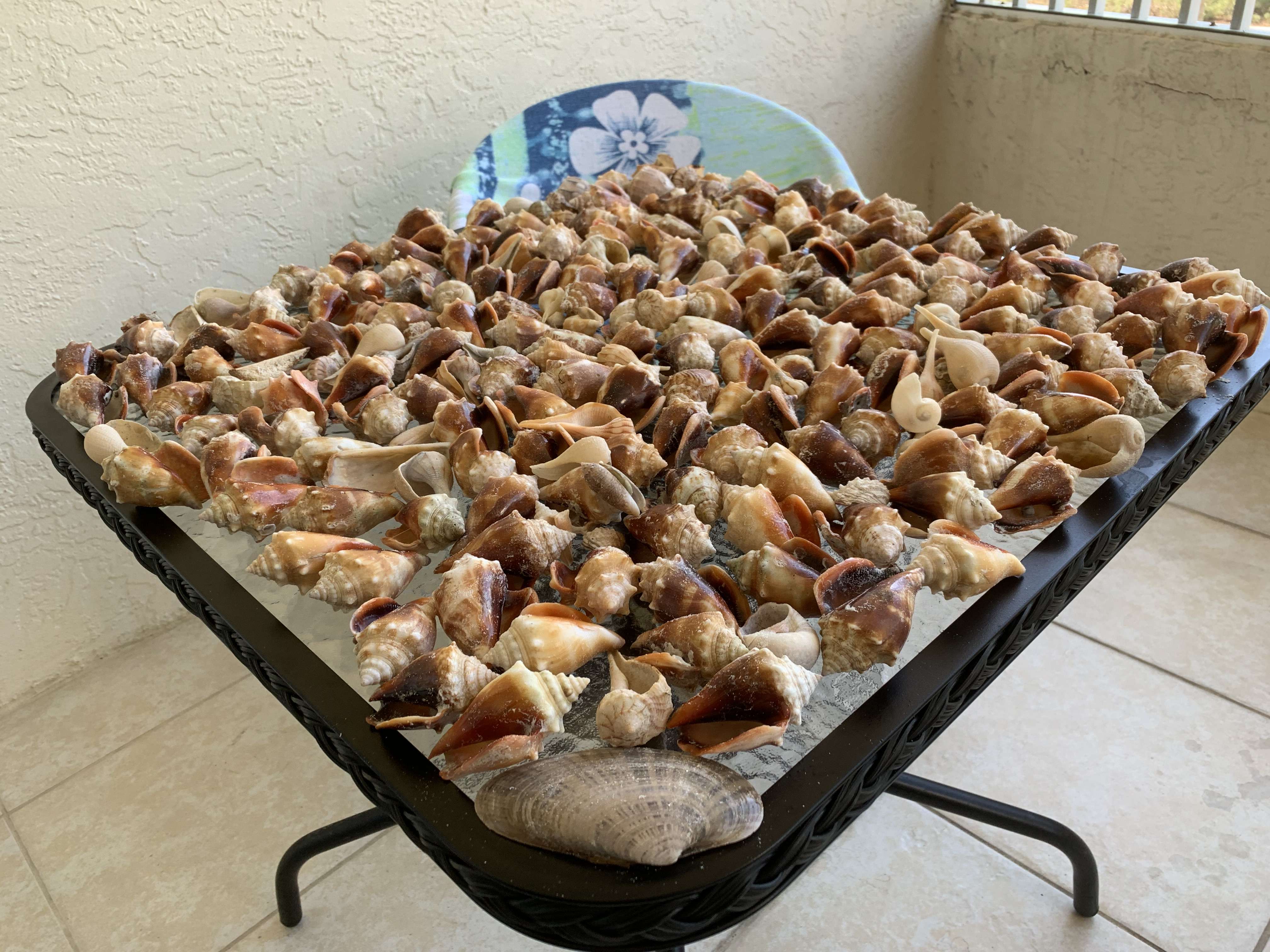 Shells collected on Marco Island